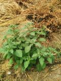 Solanum nigrum. Цветущее растение на свалке. Волгоград, Красноармейский р-н. 01.08.2023.