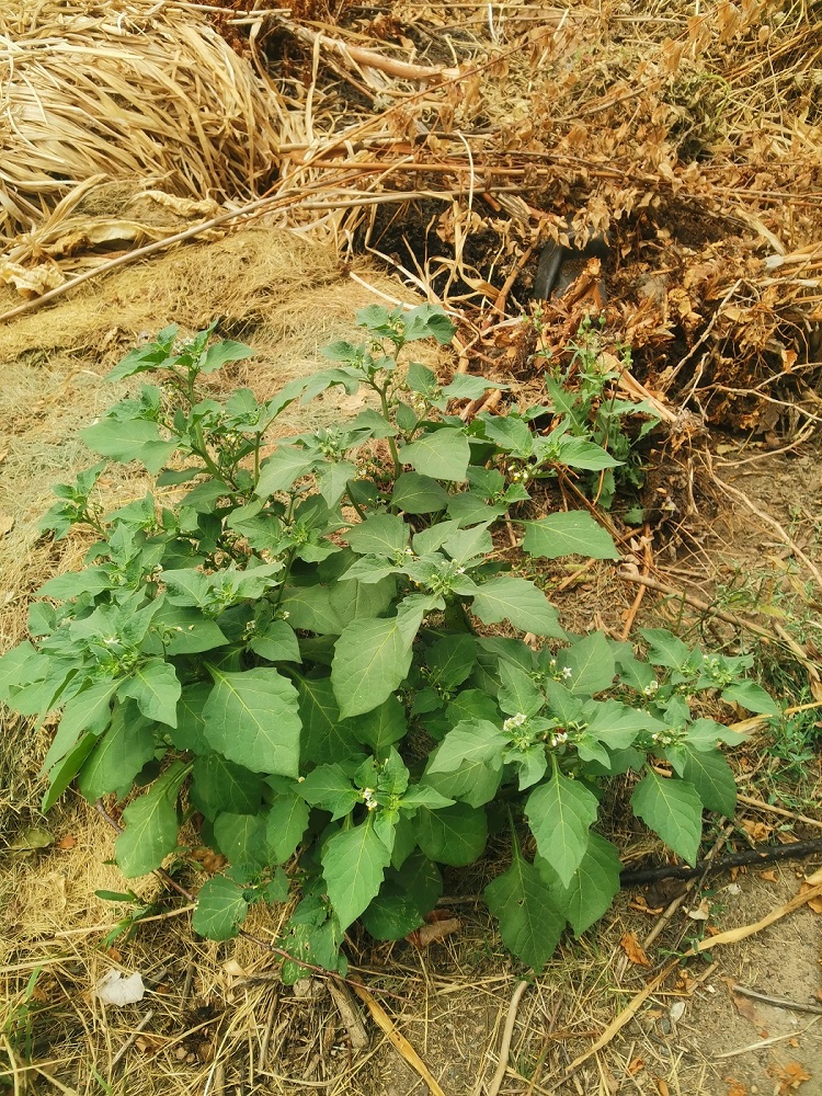 Изображение особи Solanum nigrum.