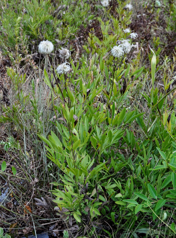 Изображение особи Clematis hexapetala.