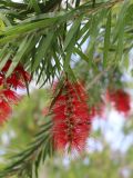 Callistemon viminalis. Часть побега с соцветием. Турция, г. Анталья, бульвар Акдениз, в городском озеленении. 13.06.2023.