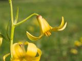 Lilium monadelphum. Побег с цветками. Адыгея, Кавказский биосферный заповедник, Фишт-Оштенский массив, ур. Узуруб, ≈ 1950 м н.у.м., субальпийский луг. 28.06.2023.