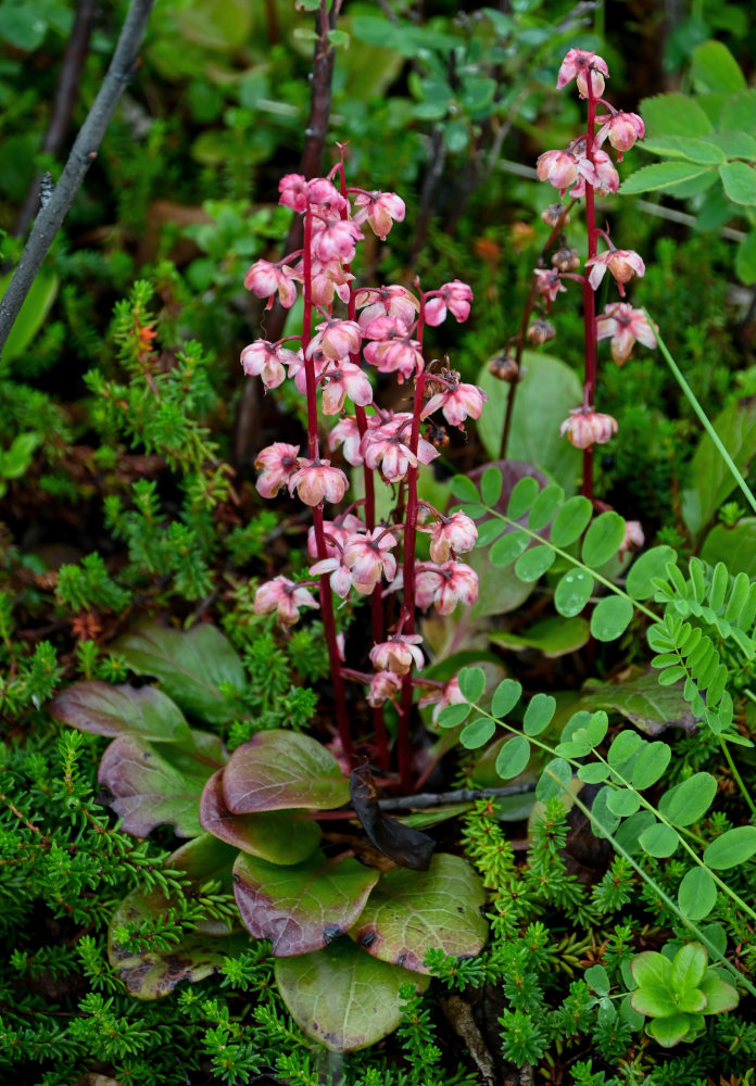 Image of Pyrola incarnata specimen.