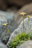 Saxifraga moschata. Цветущее растение. Карачаево-Черкесия, Урупский р-н, Кавказский биосферный заповедник, Имеретинские озёра, окр. оз. Безмолвия, ≈ 2800 м н.у.м., среди камней. 17.09.2023.