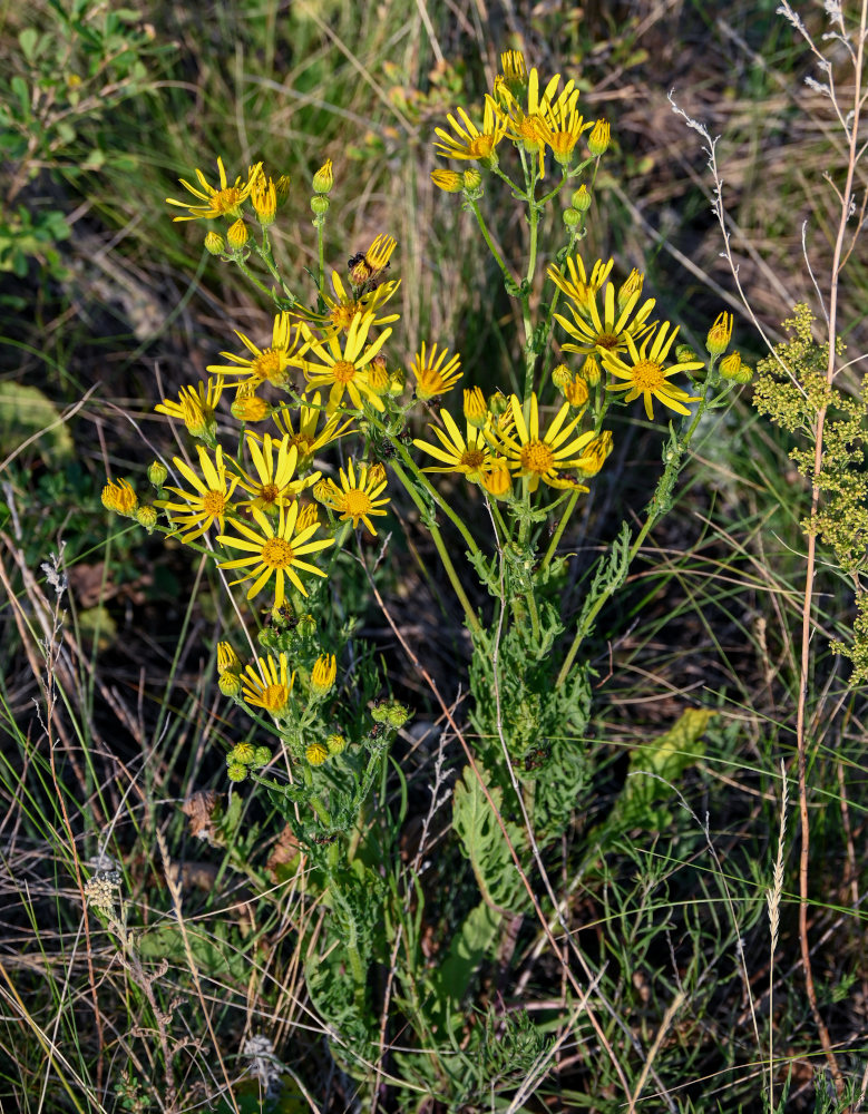 Image of Senecio jacobaea specimen.