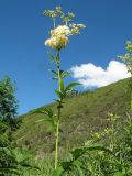Filipendula ulmaria