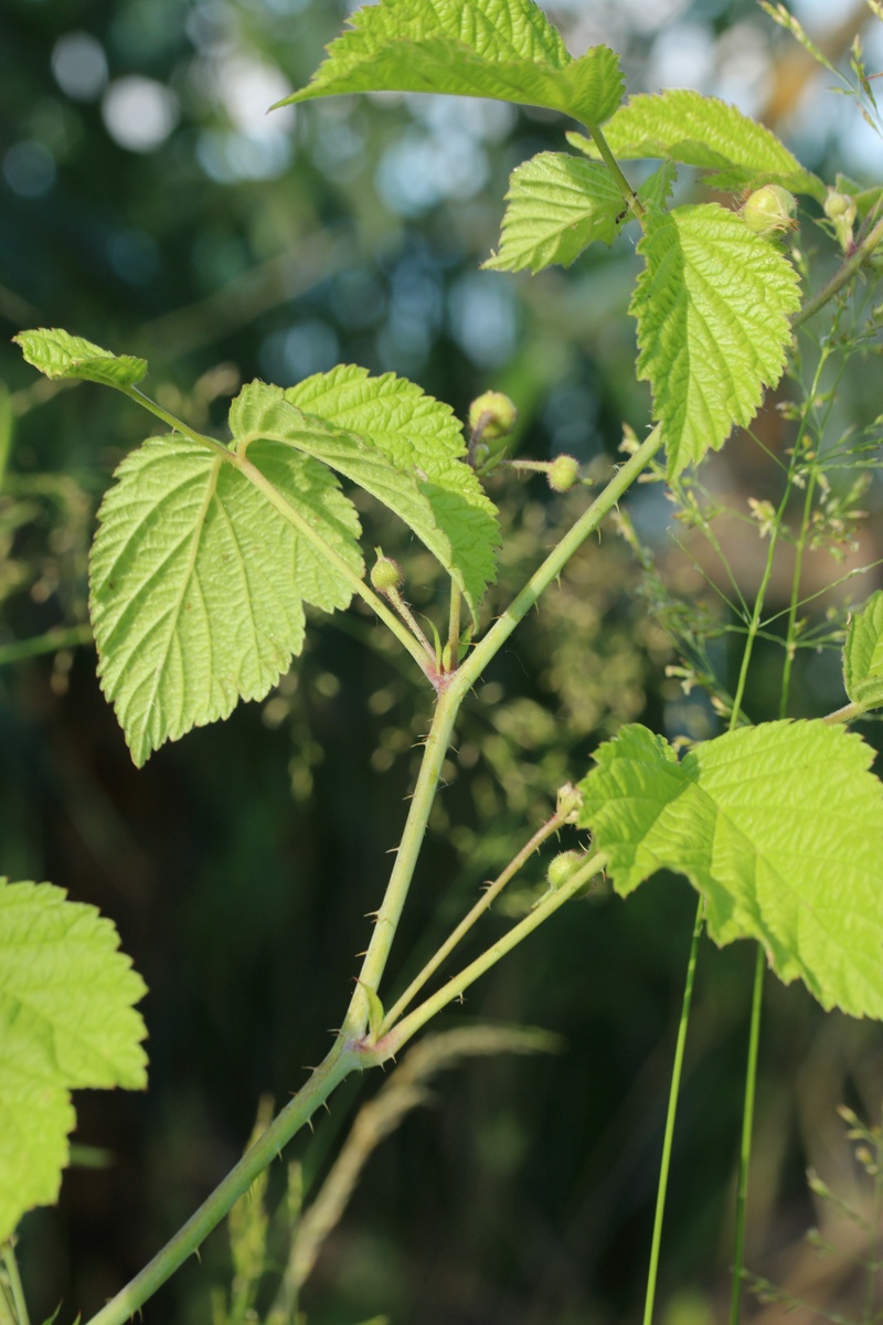 Изображение особи Rubus caesius.