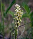 Astragalus falcatus. Соцветие. Пермский край, Кунгурский р-н, окр. дер. Дейково, окр. ур. Греховская гора, крутой склон. 04.06.2023.