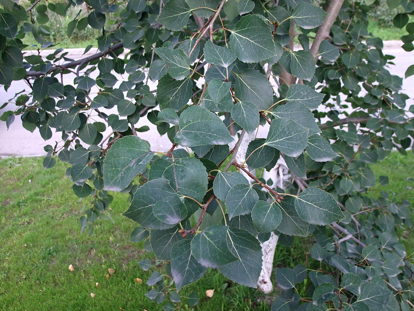 Image of Populus tremula specimen.