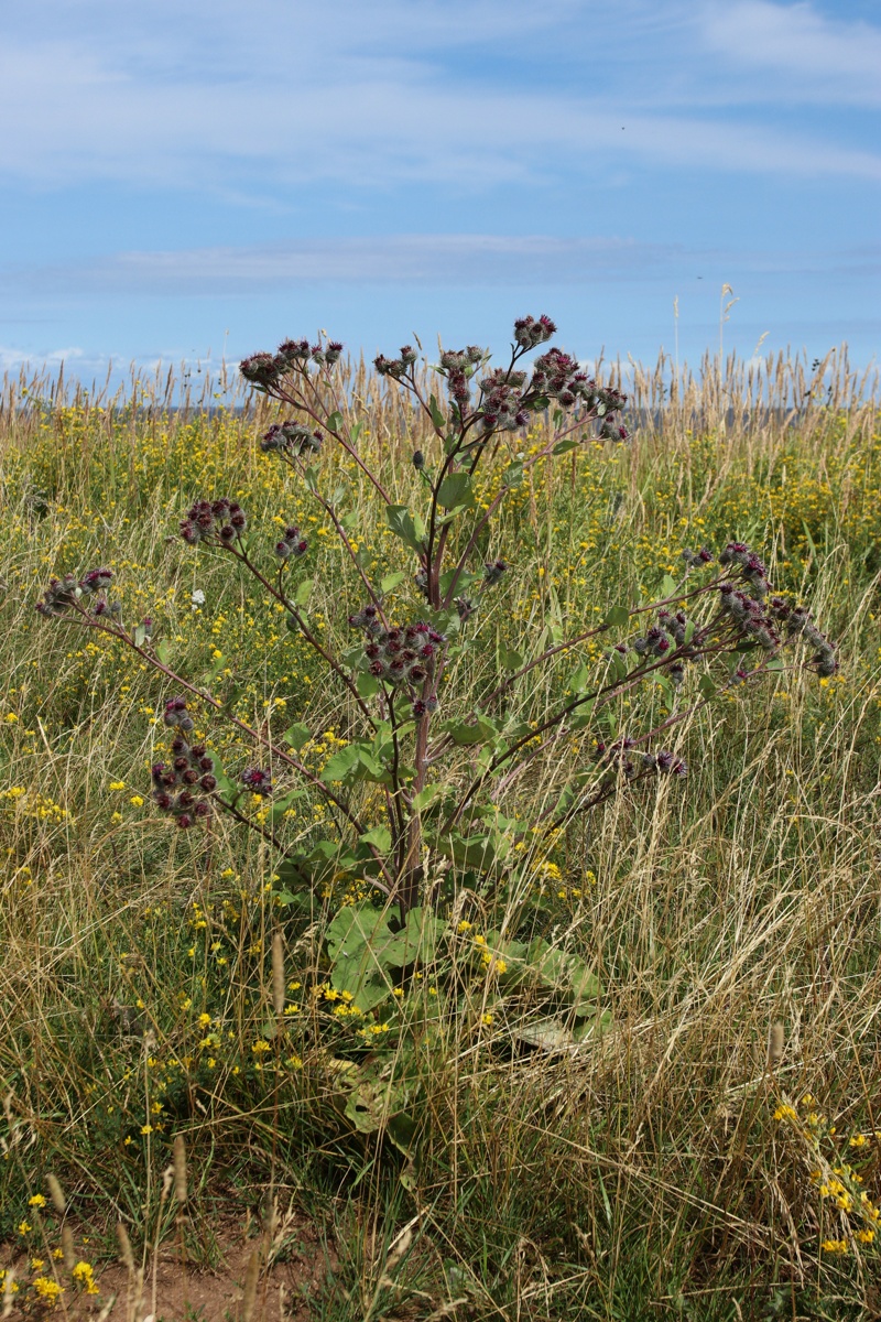 Изображение особи Arctium tomentosum.