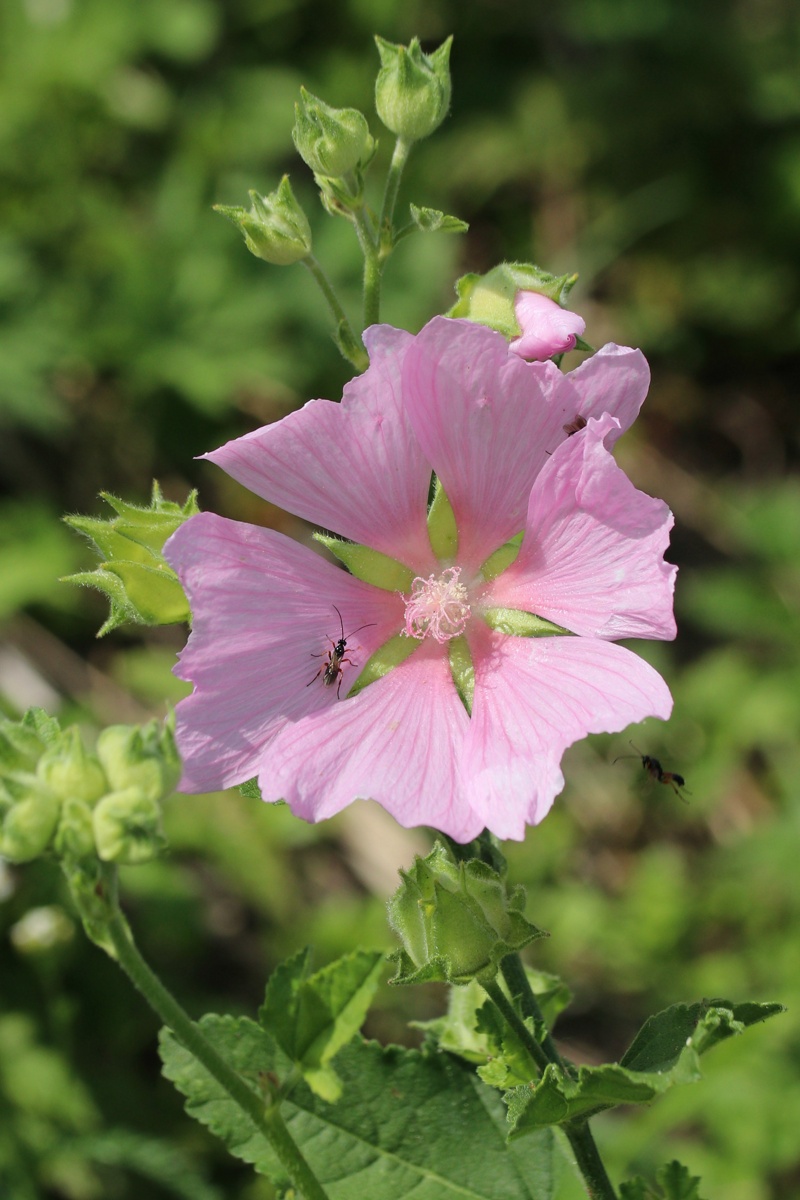 Image of Malva thuringiaca specimen.