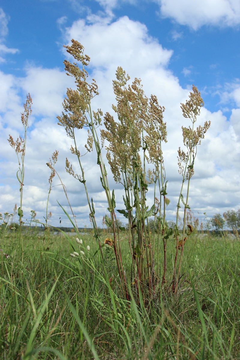 Изображение особи Rumex thyrsiflorus.