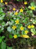 Saxifraga cymbalaria