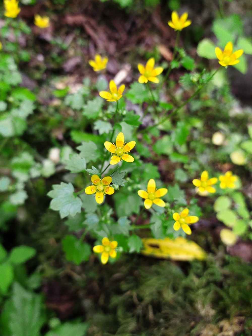 Изображение особи Saxifraga cymbalaria.