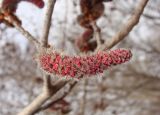 Populus davidiana. Мужское соцветие. Хабаровский край, г. Комсомольск-на-Амуре, широколиственный лес. 23.04.2024.