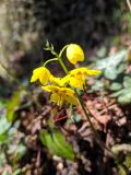 Epimedium colchicum