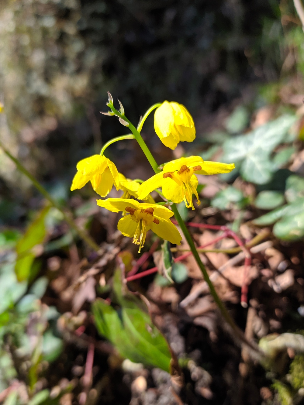 Image of Epimedium colchicum specimen.