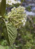 Viburnum lantana. Соцветие (вид сбоку) и абаксиальная поверхность листа. Испания, автономное сообщество Каталония, провинция Жирона, комарка Ла-Гарроча, муниципалитет Ла-Валь-де-Бианья, подр-н (субкомарка) Л’Альта-Гарроча, 870 м н.у.м., перевал Capsacosta, смешанный лес. 05.05.2024.