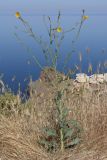 Tragopogon elatior