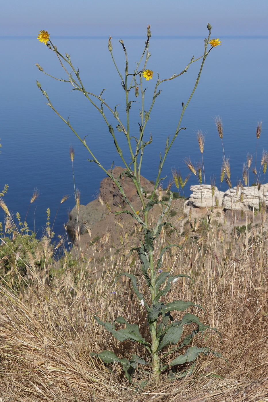 Image of Tragopogon elatior specimen.