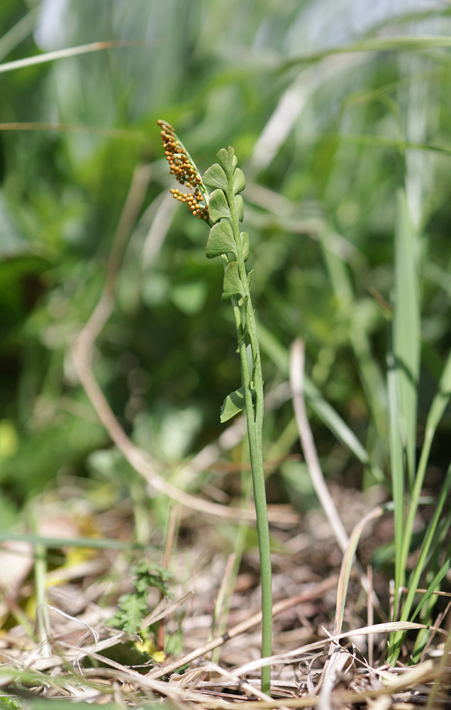 Image of Botrychium lunaria specimen.