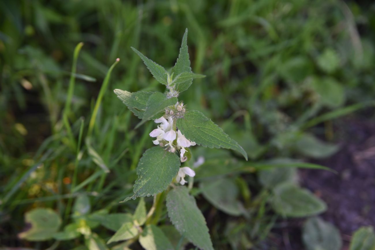 Изображение особи Lamium tomentosum.