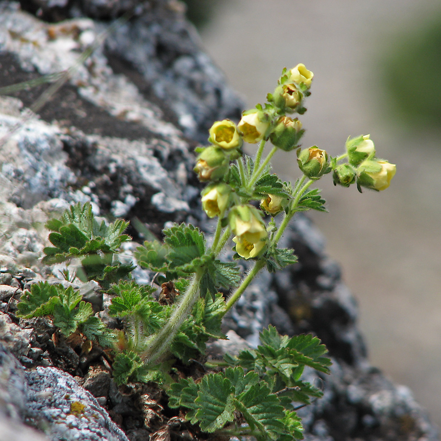 Изображение особи Potentilla geoides.