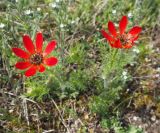 Adonis flammea