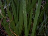 Acorus calamus