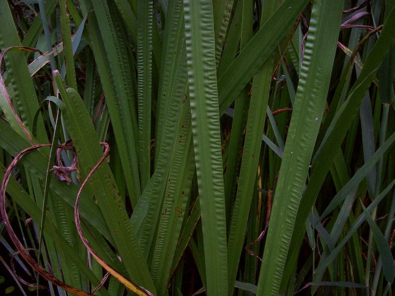 Image of Acorus calamus specimen.