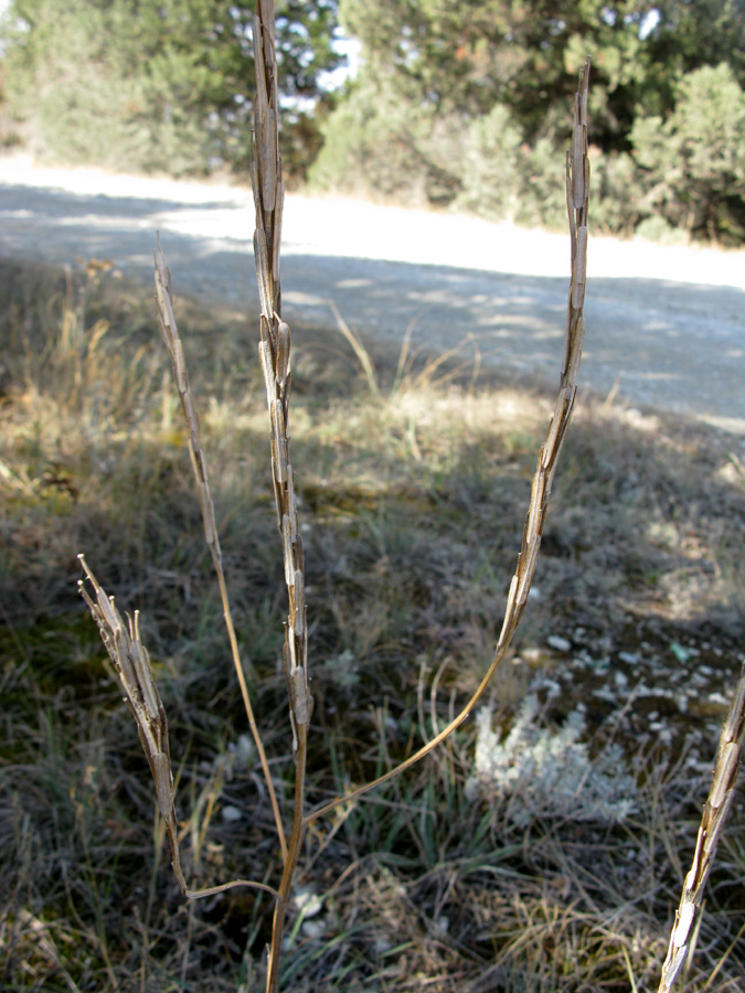 Image of Erysimum cuspidatum specimen.