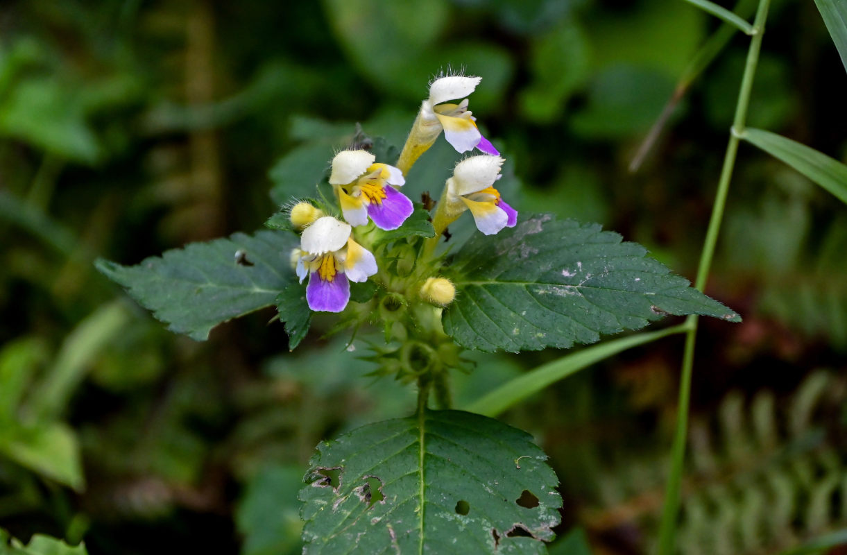 Image of Galeopsis speciosa specimen.