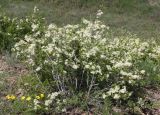 Spiraea hypericifolia