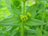 Cruciata laevipes. Мутовка листьев с пазушными соцветиями. Украина, Закарпатская обл., Хустский р-н, \"Долина нарциссов\". 4 мая 2008 г.