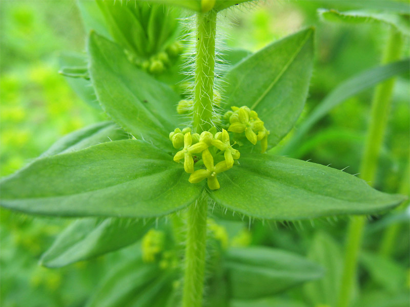 Изображение особи Cruciata laevipes.