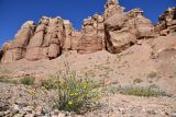 genus Chondrilla. Цветущее и плодоносящее растение. Казахстан, Алматинская обл., нац. парк \"Чарын\", пестроцветный сухой щебнистый сай. 11 октября 2024 г.