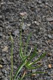Allium denudatum