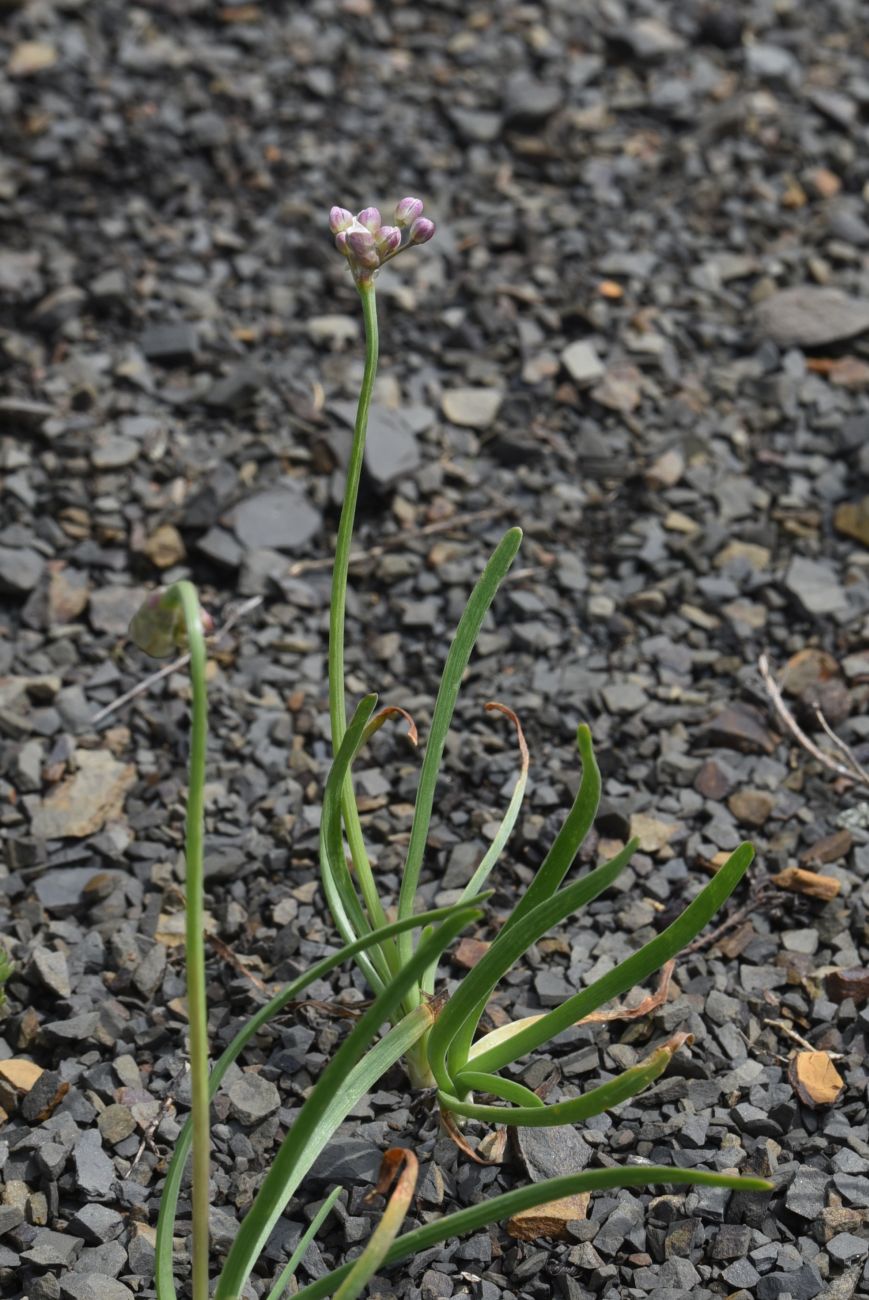 Изображение особи Allium denudatum.