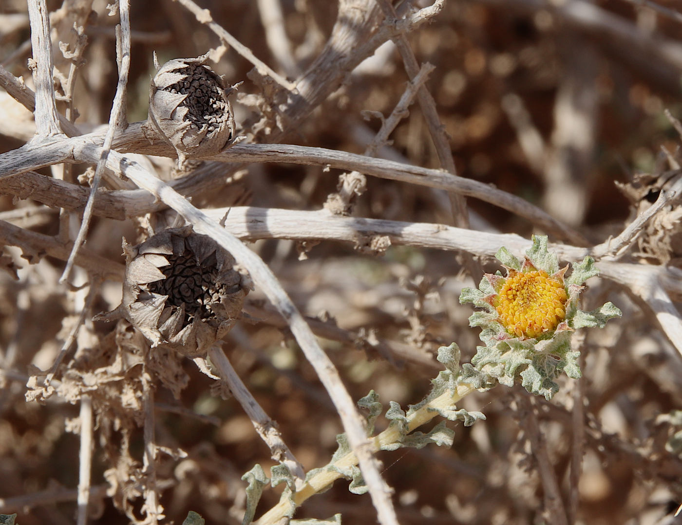 Изображение особи Anvillea garcinii.