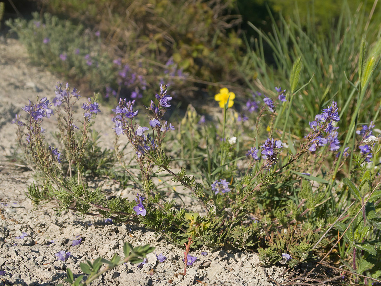 Image of Veronica multifida specimen.