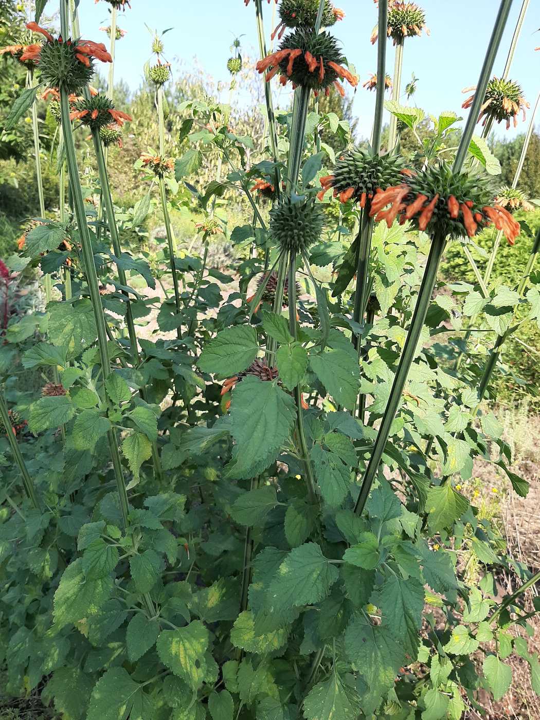 Image of Leonotis nepetifolia specimen.