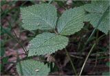 Rubus saxatilis. Лист, покрытый пыльцой. Московская обл., Раменский р-н, окр. ж.-д. платформы Хрипань, просека в смешанном лесу. 30.05.2025.