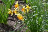 род Narcissus. Цветущие растения. Мурманск, Октябрьский р-н, в культуре. 03.06.2025.