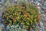 Rhodiola quadrifida