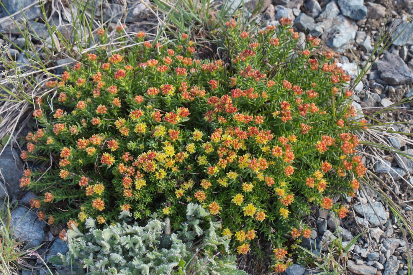 Изображение особи Rhodiola quadrifida.