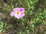 Cistus creticus