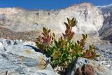 Christolea pamirica. Плодоносящее растение. Таджикистан, Горно-Бадахшанская автономная обл., Рушанский р-н, хр. Музкол, Сарезское оз., Усойский завал, р. Усойдара, скопление крупноглыбового обломочного материала в селевом русле. 5 июля 2025 г.