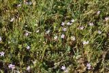 Erodium cicutarium. Цветущие растения. Турция, ил Ван, 3 км к З. от деревни Кечикыран, берег оз. Ван, выс. 1650 м н.у.м., горная степь. 21 мая 2025 г.