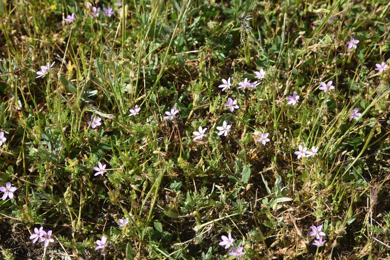 Изображение особи Erodium cicutarium.