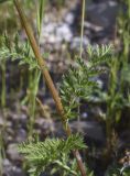 Pyrethrum corymbosum