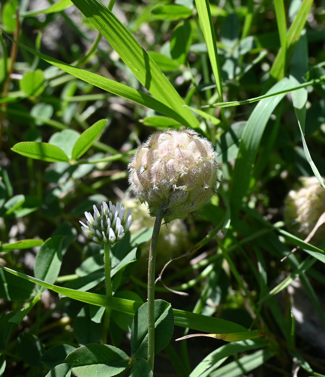 Image of Trifolium fragiferum specimen.